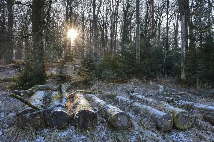 Framed Print : Sun star over the forest with hoarfrost