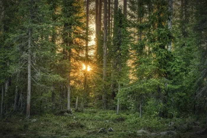 Framed Print : Sun star shining through trees Framed Print : Sun star shining through trees