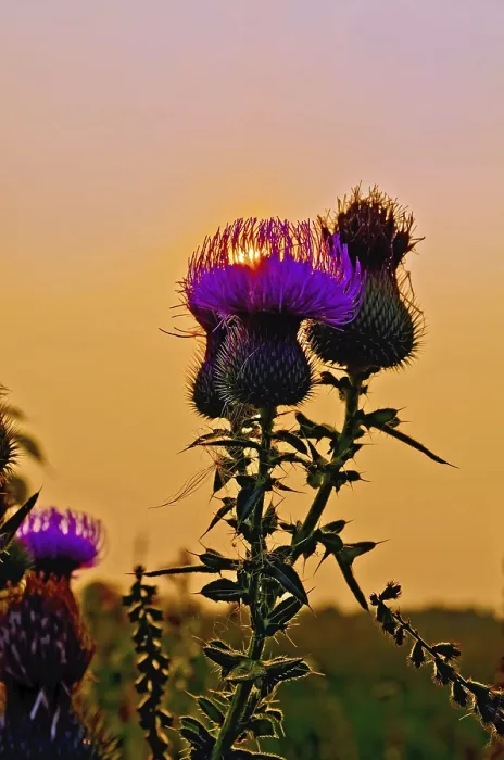Framed Print : Sun streaming through the petals thistle at sunset Framed Print : Sun streaming through the petals thistle at sunset