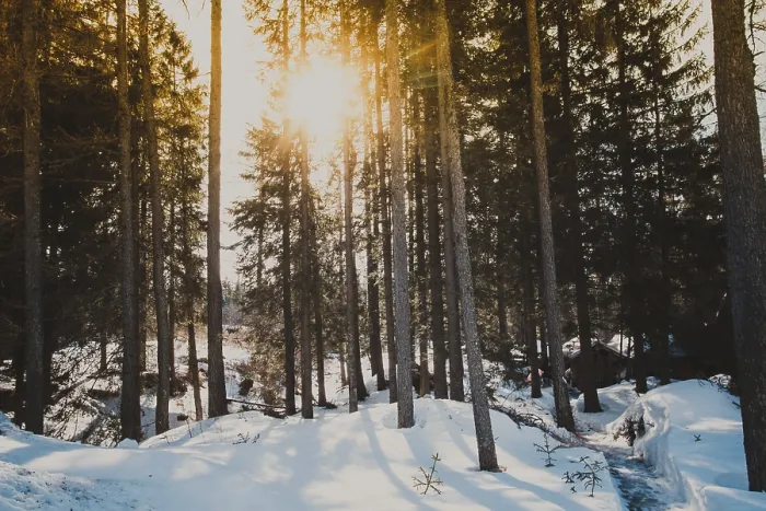 Framed Print : Sun in winter forest shines between the trees