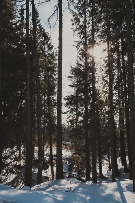 Framed Print : Sun in winter forest shines between the trees