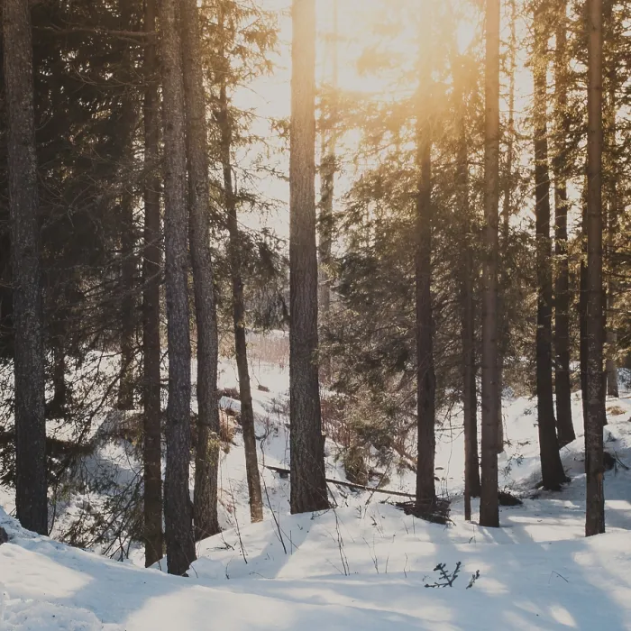 Framed Print : Sun in winter forest shines between the trees