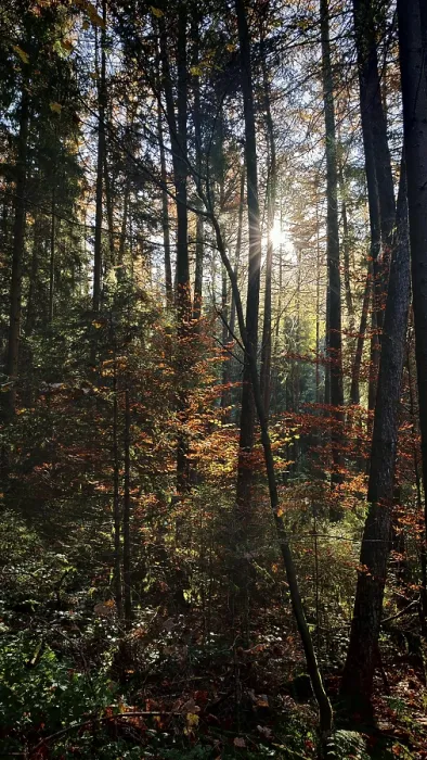 Framed Print : Sunbeams break through the autumnal trees of a quiet forest Framed Print : Sunbeams break through the autumnal trees of a quiet forest
