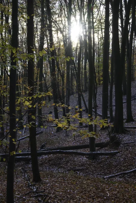 Framed Print : Sunbeams break through the canopy of a dense autumn forest on Hermannsweg