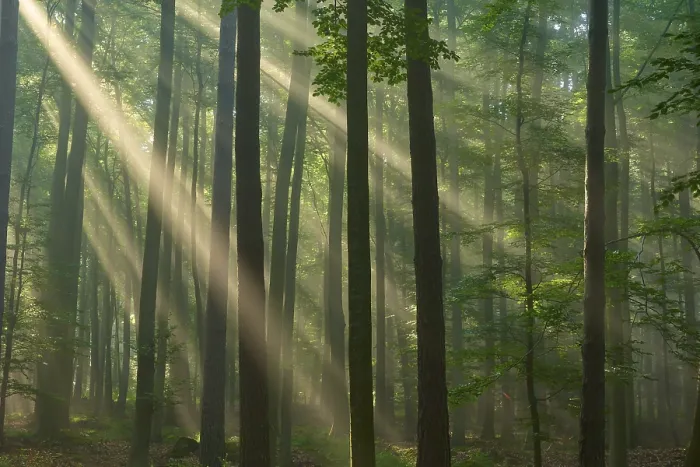 Framed Print : Sunbeams break through tall trees in a misty forest and create a calm Framed Print : Sunbeams break through tall trees in a misty forest and create a calm