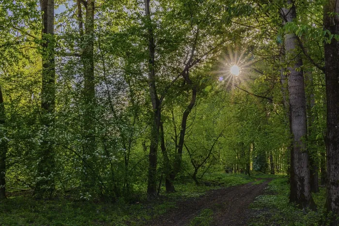 Framed Print : Sunbeams break through the trees onto a path in the green forest Framed Print : Sunbeams break through the trees onto a path in the green forest