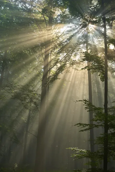 Framed Print : Sunbeams break through the trees of a peaceful forest shrouded in morning light and mist