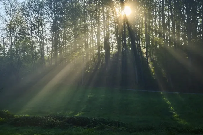 Framed Print : Sunbeams breaking through the trees of a forest in the morning