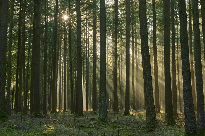 Framed Print : Sunbeams, coniferous forest, fog Framed Print : Sunbeams, coniferous forest, fog