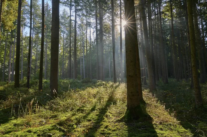 Framed Print : Sunbeams, coniferous forest, trees Framed Print : Sunbeams, coniferous forest, trees