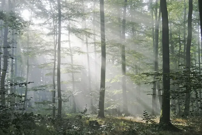 Framed Print : Sunbeams are crossing sideways in the foggy beech forest