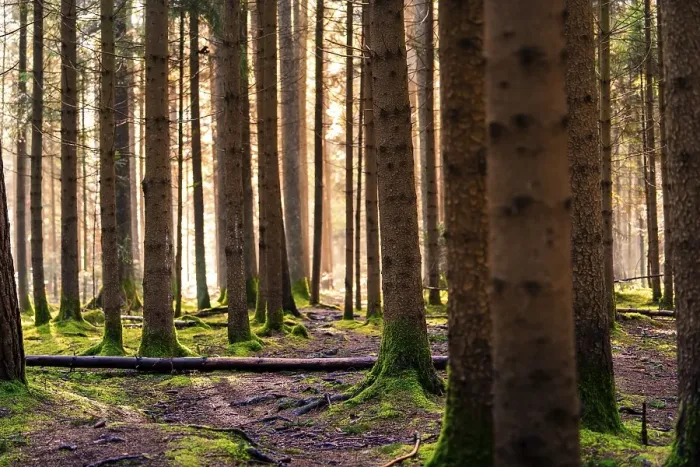 Framed Print : Sunbeams fall into a pine forest and create a calming ambience Framed Print : Sunbeams fall into a pine forest and create a calming ambience