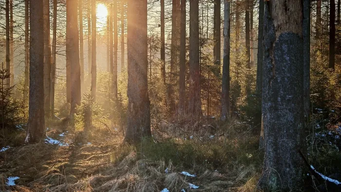 Framed Print : Sunbeams flood a forest, snow-covered ground