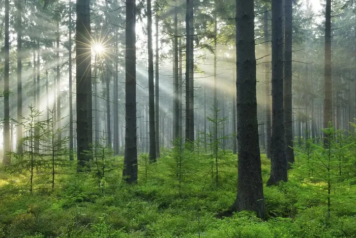 Framed Print : Sunbeams and fog in the spruce forest Framed Print : Sunbeams and fog in the spruce forest