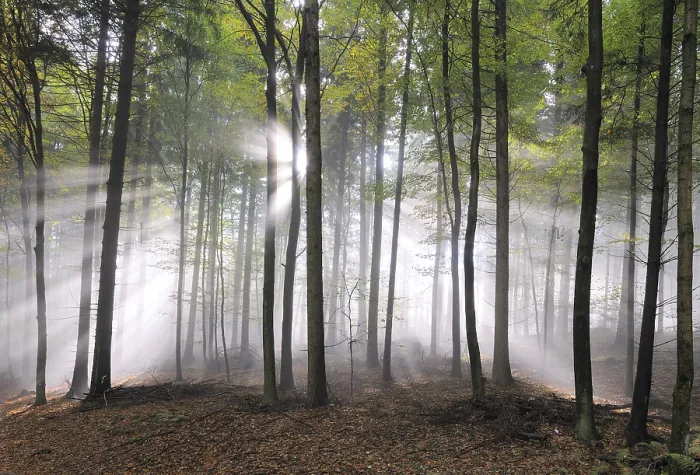 Framed Print : Sunbeams, forest, fog, sunbeam Framed Print : Sunbeams, forest, fog, sunbeam