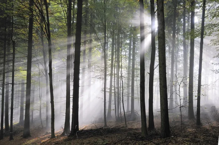Framed Print : Sunbeams, forest, fog, sunbeam