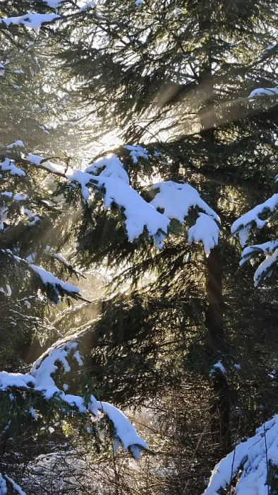 Framed Print : Sunbeams illuminate snow-covered fir trees in a winter forest