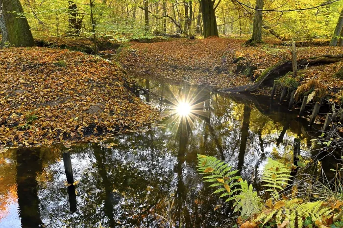 Framed Print : Sunbeams in the Rotbach in the Hiesfeld Forest