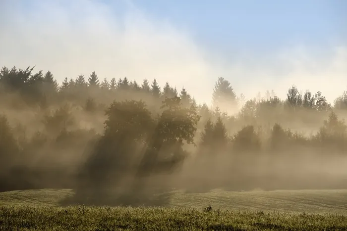 Framed Print : Sunbeams shine through forest in the morning mist Framed Print : Sunbeams shine through forest in the morning mist