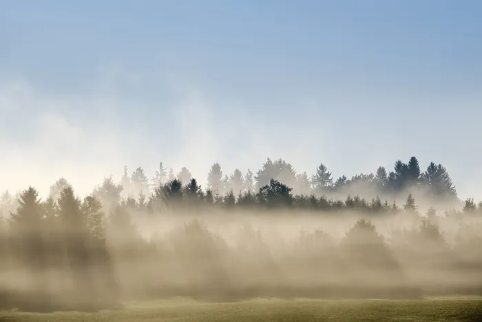 Framed Print : Sunbeams shine through forest in the morning mist Framed Print : Sunbeams shine through forest in the morning mist