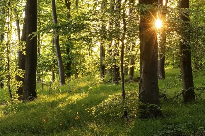 Framed Print : Sunbeams with sun star between the trunks of tall beech trees in an idyllic spring forest with green forest floor Framed Print : Sunbeams with sun star between the trunks of tall beech trees in an idyllic spring forest with green forest floor