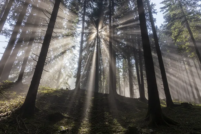 Framed Print : Sunbeams between trees in the forest