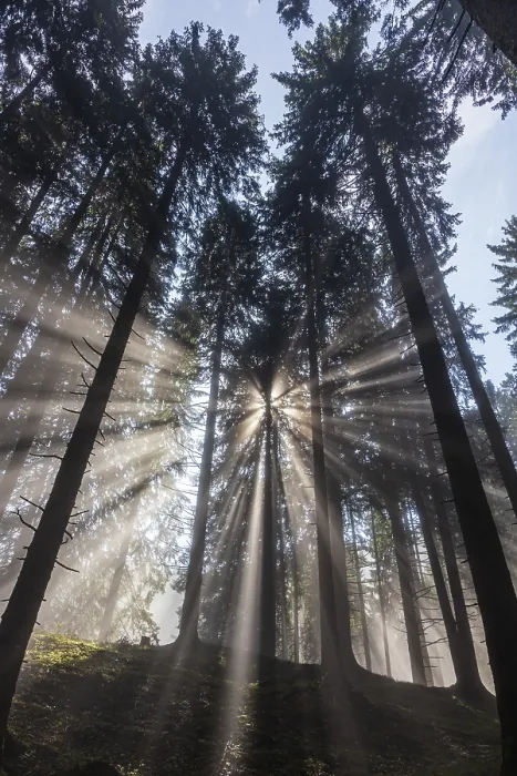 Framed Print : Sunbeams between trees in the forest Framed Print : Sunbeams between trees in the forest