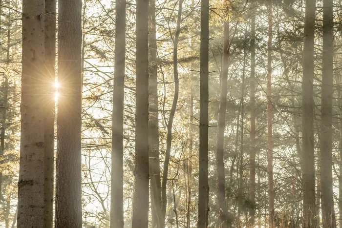 Framed Print : Sunbeams through the trees in a mountain forest in winter Framed Print : Sunbeams through the trees in a mountain forest in winter
