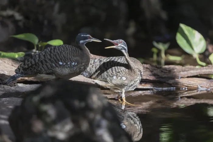 Framed Print : Two sunbittern (Eurypyga helias) standing in the water of a forest creek