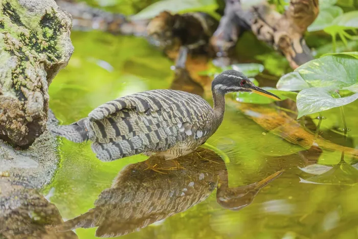 Framed Print : A sunbittern (Eurypyga helias) walks through a shallow creek in a forest searching for food