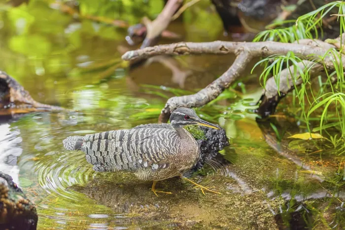 Framed Print : A sunbittern (Eurypyga helias) walks through a shallow creek in a forest searching for food Framed Print : A sunbittern (Eurypyga helias) walks through a shallow creek in a forest searching for food