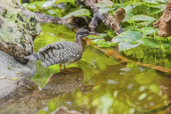 Framed Print : A sunbittern (Eurypyga helias) walks through a shallow creek in a forest searching for food