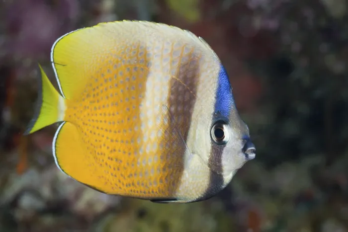 Framed Print : Sunburst Butterflyfish, Chaetodon kleinii
