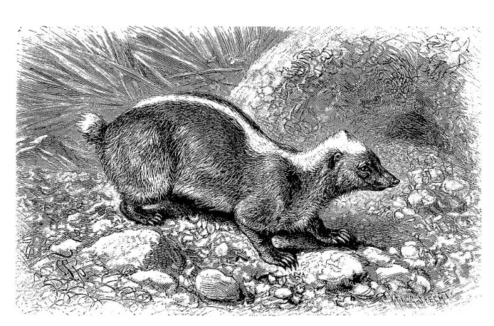 Framed Print : Sunda skunk (Mydaus javanensis)