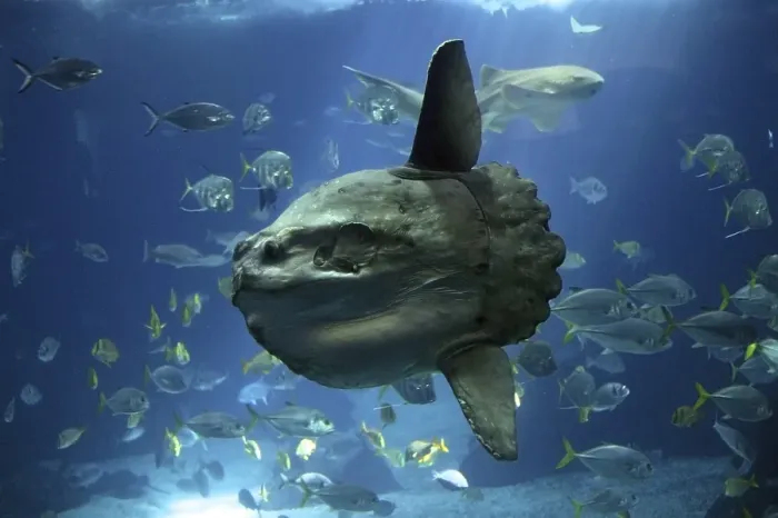 Framed Print : Sunfish (mola mola), Adult