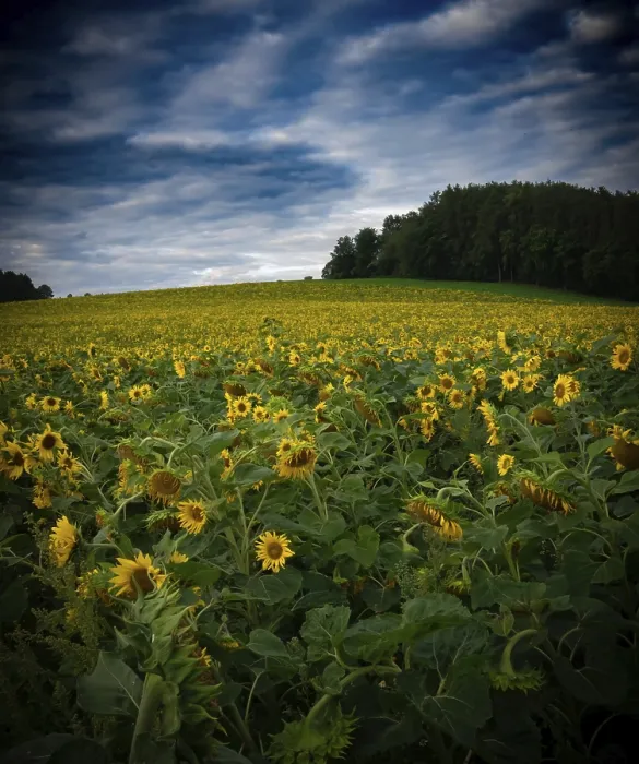Framed Print : Sunflower field