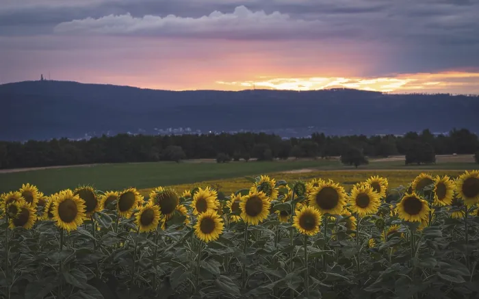 Framed Print : Sunflower field in the evening light