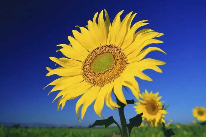 Framed Print : Sunflower helianthus annuus