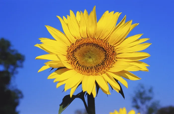Framed Print : Sunflower helianthus annuus