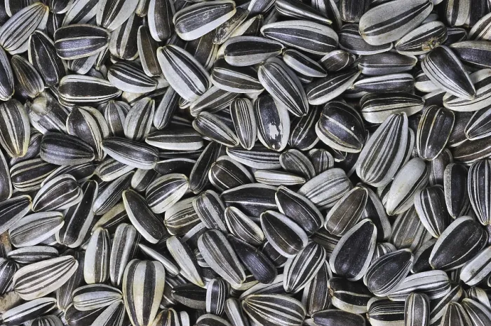 Framed Print : Sunflower seeds as bird feed for birds at birdfeeder in winter