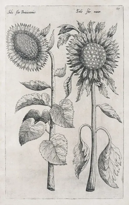 Framed Print : Sunflowers (Helianthus annuus) Framed Print : Sunflowers (Helianthus annuus)