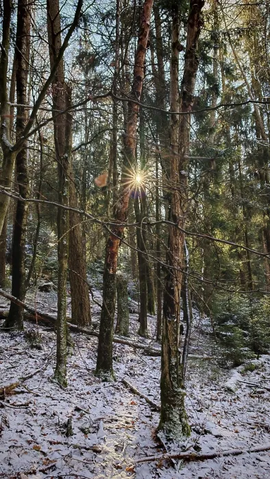 Framed Print : Sunlight breaks through snow-covered trees in a dense forest Framed Print : Sunlight breaks through snow-covered trees in a dense forest