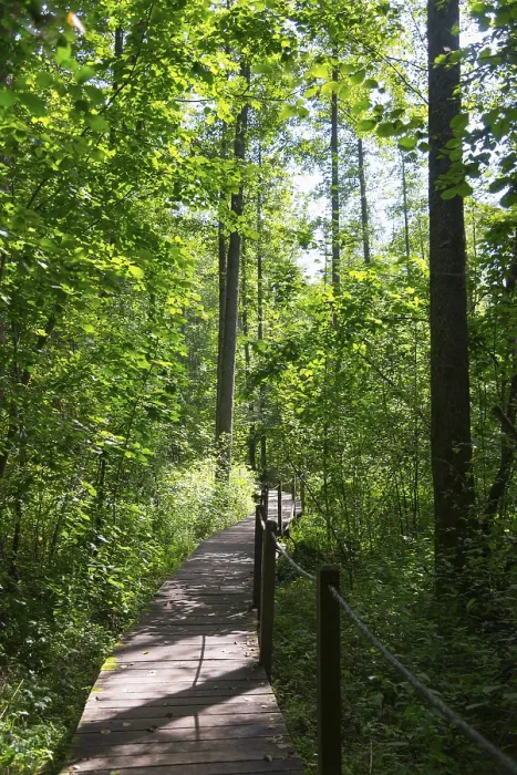 Framed Print : Sunlight falls through the canopy of a dense forest onto a narrow wooden path Framed Print : Sunlight falls through the canopy of a dense forest onto a narrow wooden path