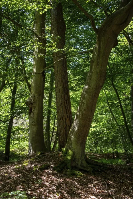 Framed Print : Sunlight falls through the dense canopy in the Darsswald forest near Prerow Framed Print : Sunlight falls through the dense canopy in the Darsswald forest near Prerow