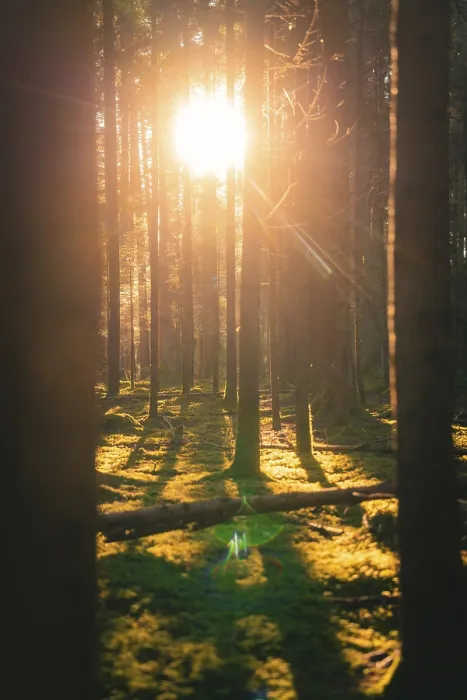 Framed Print : Sunlight falls through dense trees and casts long shadows on the moss-covered ground in the forest