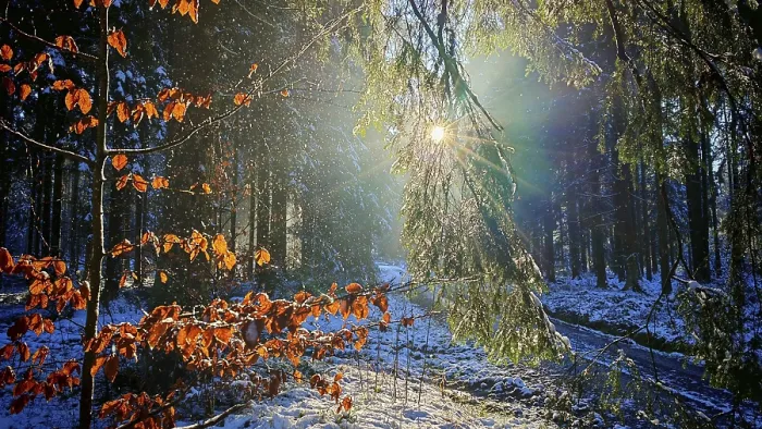 Framed Print : Sunlight falls on glowing beech leaves (fagus) in a snow-covered forest Framed Print : Sunlight falls on glowing beech leaves (fagus) in a snow-covered forest