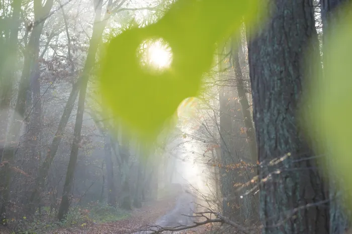 Framed Print : Sunlight falls through a hole in a large green leaf Framed Print : Sunlight falls through a hole in a large green leaf