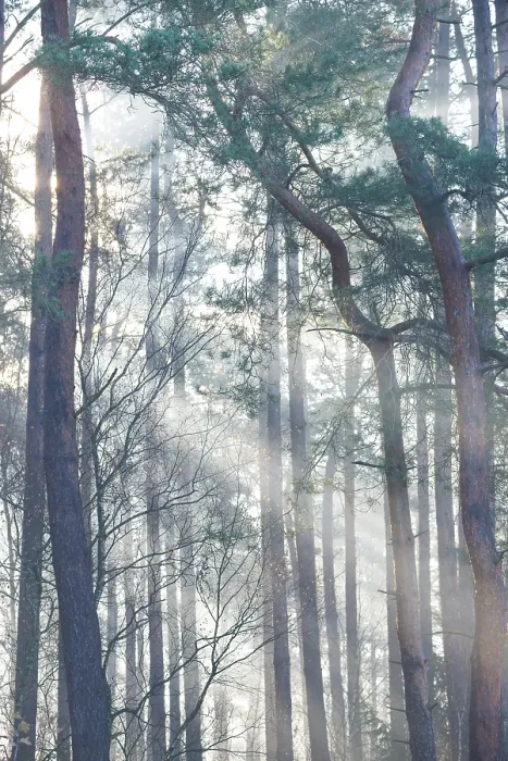 Framed Print : Sunlight falls through tall trees and creates a peaceful