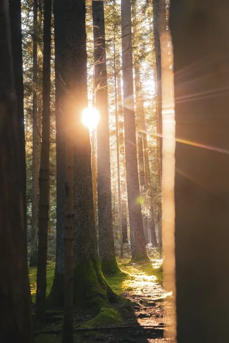 Framed Print : Sunlight filters through tall trees covered in moss