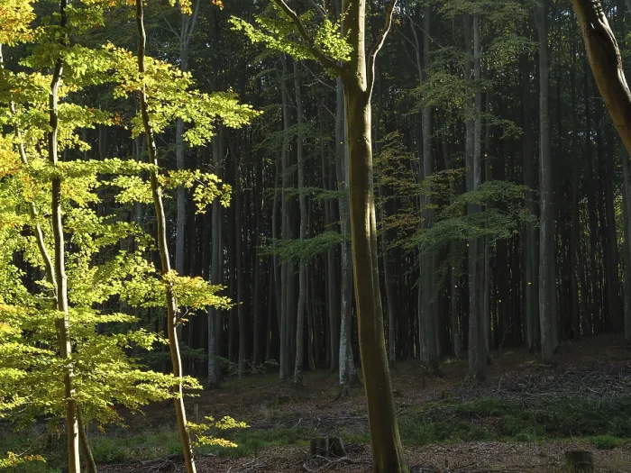 Framed Print : Sunlight filters through the trees of a densely wooded forest that offers a calm and serene atmosphere Framed Print : Sunlight filters through the trees of a densely wooded forest that offers a calm and serene atmosphere